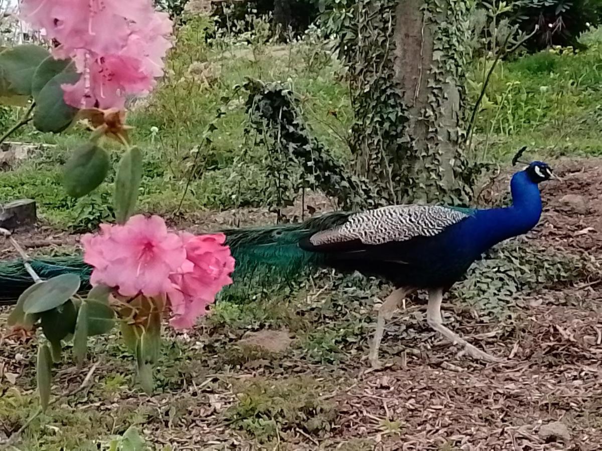 Le Domaine De La Plume Otel La Gimond Dış mekan fotoğraf
